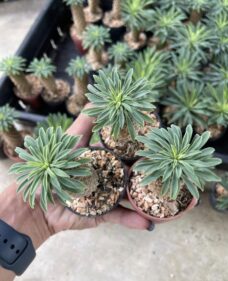 Euphorbia sotetsu-kirin