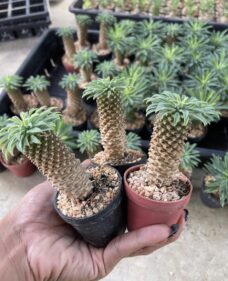 Euphorbia sotetsu-kirin