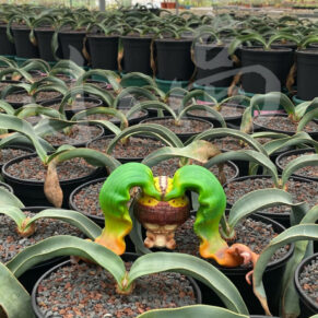 Welwitschia mirabilis