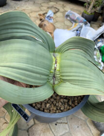 Welwitschia mirabilis