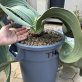 Welwitschia mirabilis