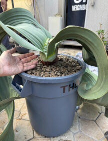 Welwitschia mirabilis