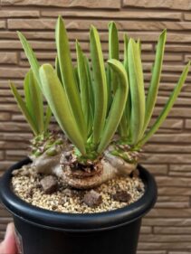 Euphorbia sapinii