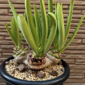 Euphorbia sapininii