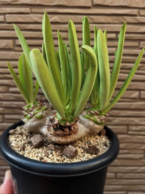 Euphorbia sapininii