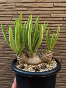 Euphorbia sapinii