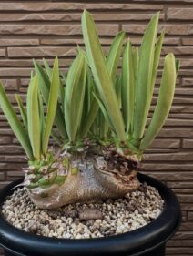 Euphorbia sapinii