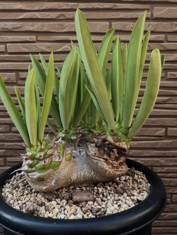 Euphorbia sapininii
