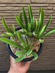 Euphorbia sapinii