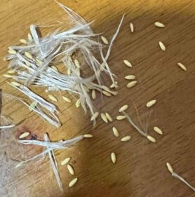 pachypodium brevicaule seeds