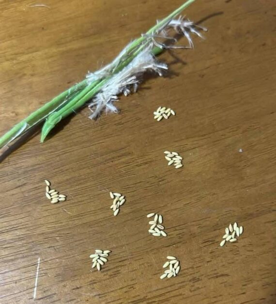 pachypodium brevicaule seeds