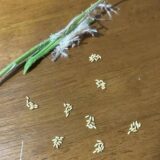 pachypodium brevicaule seeds