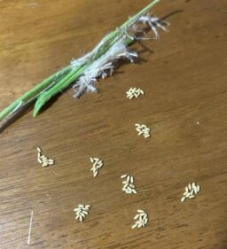 pachypodium brevicaule seeds