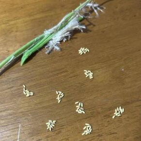 pachypodium brevicaule seeds
