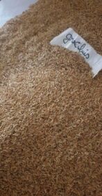 pachypodium brevicaule seeds