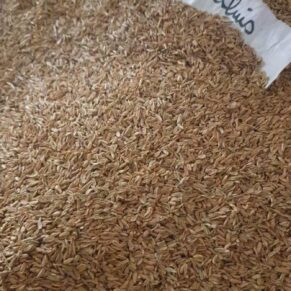 pachypodium brevicaule seeds