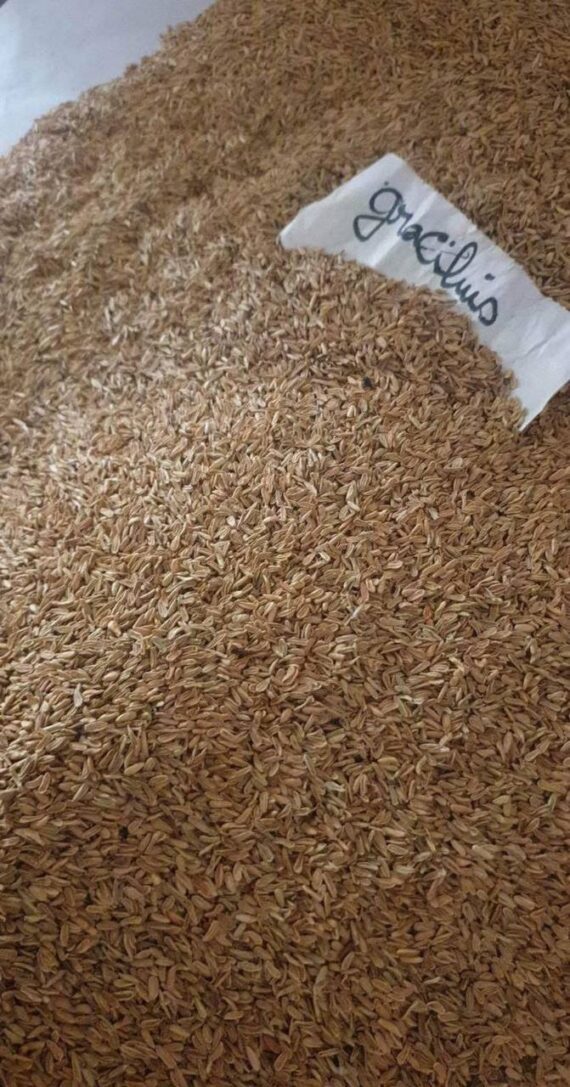 pachypodium brevicaule seeds