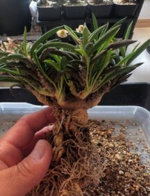 Euphorbia cylindrifolia