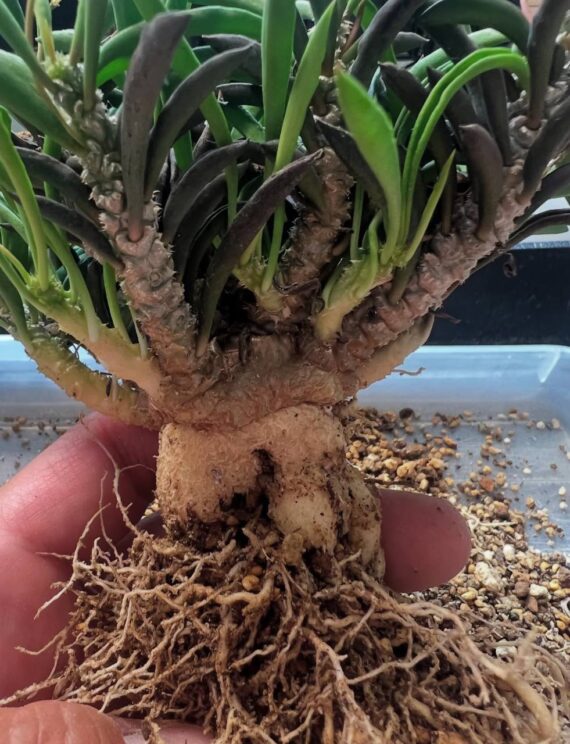 Euphorbia cylindrifolia