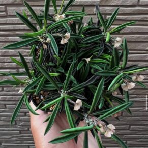 Euphorbia cylindrifolia