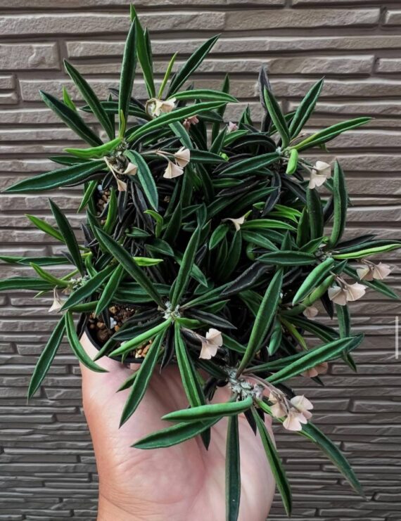 Euphorbia cylindrifolia