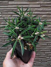 Euphorbia cylindrifolia