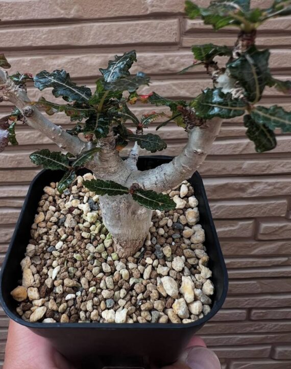 boswellia nana