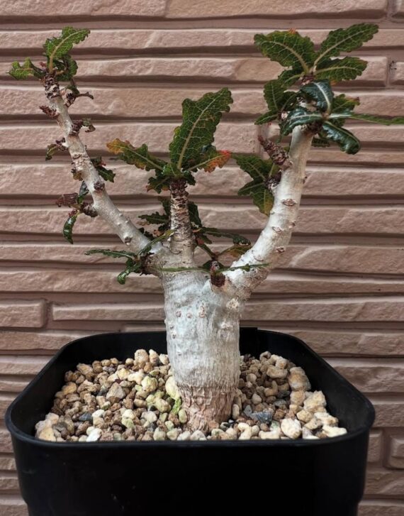 boswellia nana