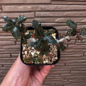 boswellia nana