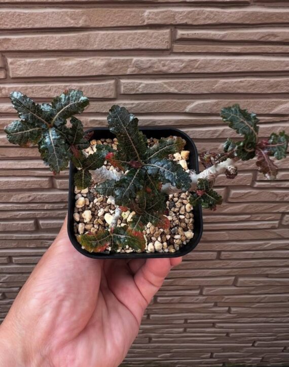 boswellia nana