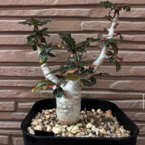 boswellia nana