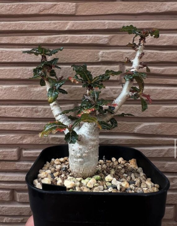 boswellia nana