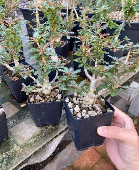 boswellia nana