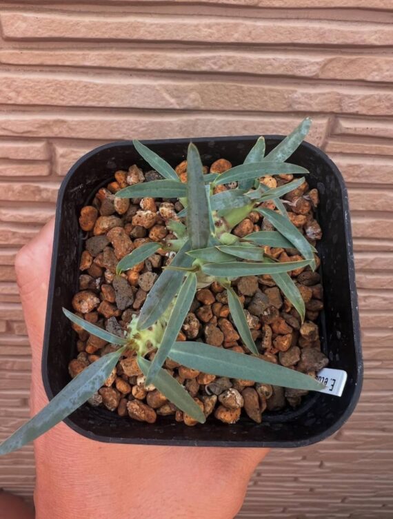euphorbia etuberculosa