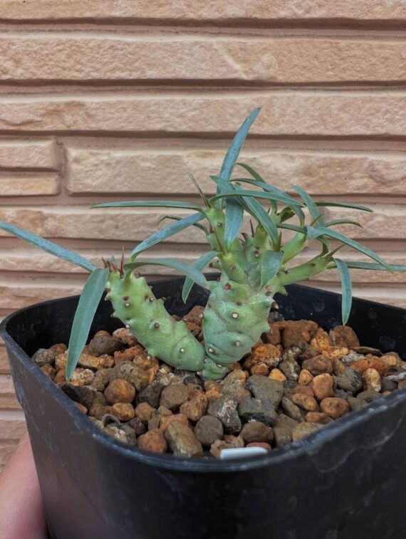euphorbia etuberculosa
