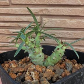 euphorbia etuberculosa