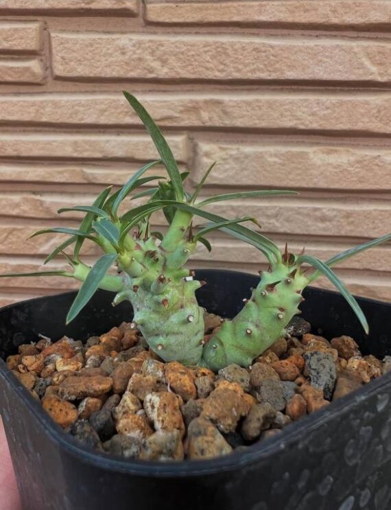 euphorbia etuberculosa