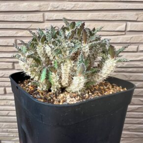 euphorbia tulearensis
