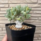 othanna clavifolia