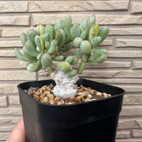 othanna clavifolia