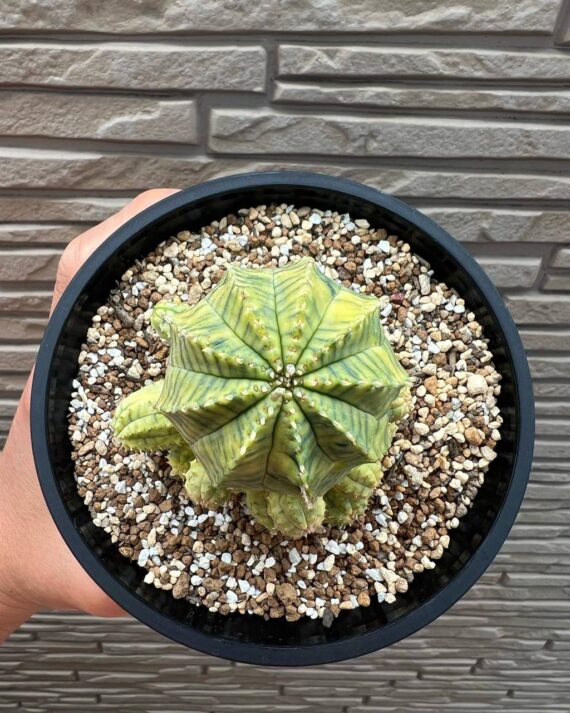euphorbia biaobesa
