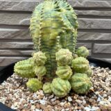 euphorbia biaobesa