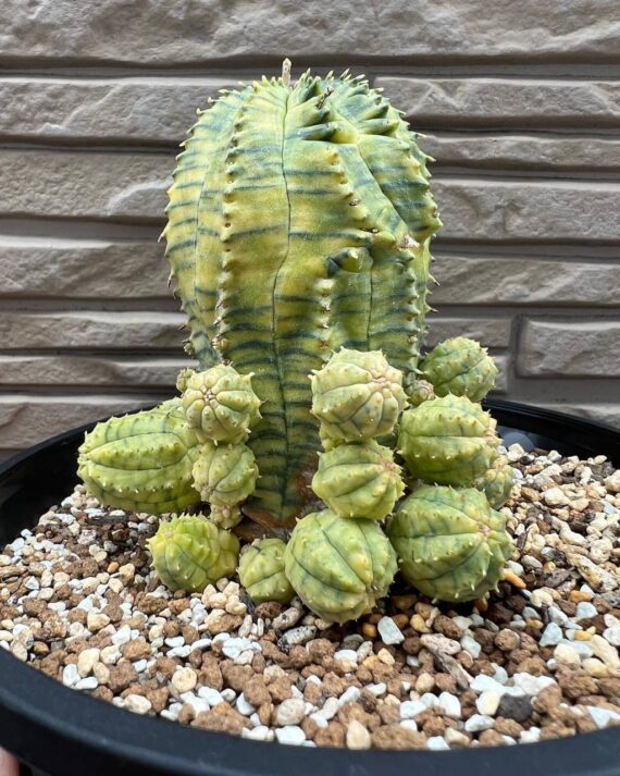 euphorbia biaobesa