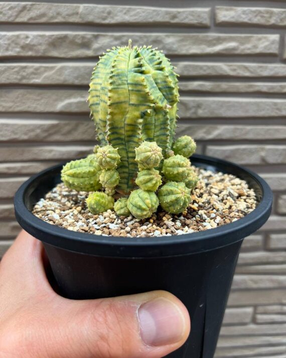 euphorbia biaobesa