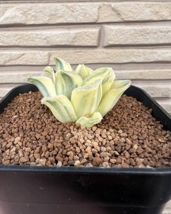 Haworthia