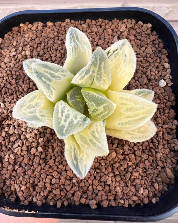 Haworthia