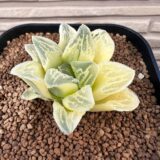 Haworthia