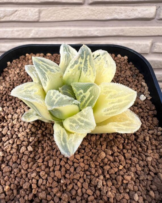 Haworthia