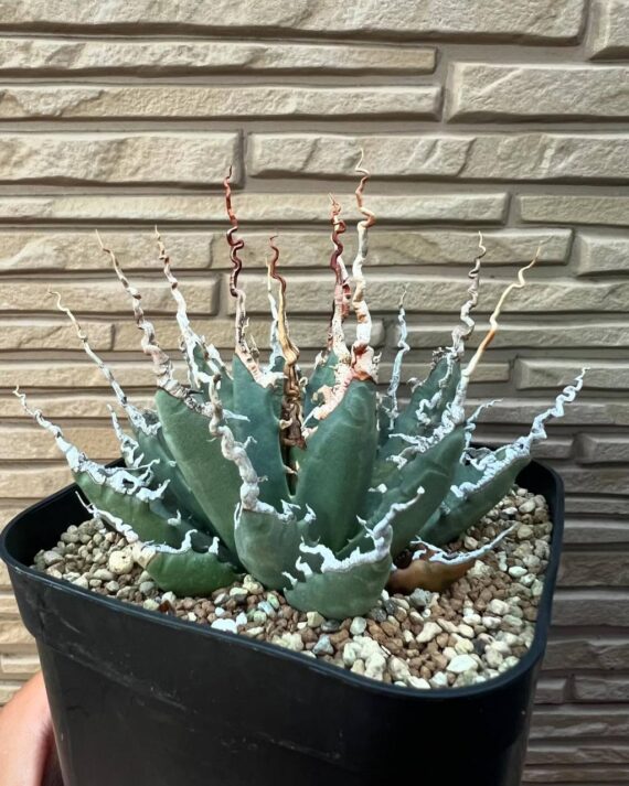 utahensis eborispina