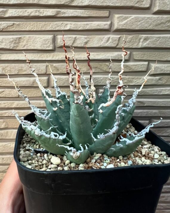 utahensis eborispina